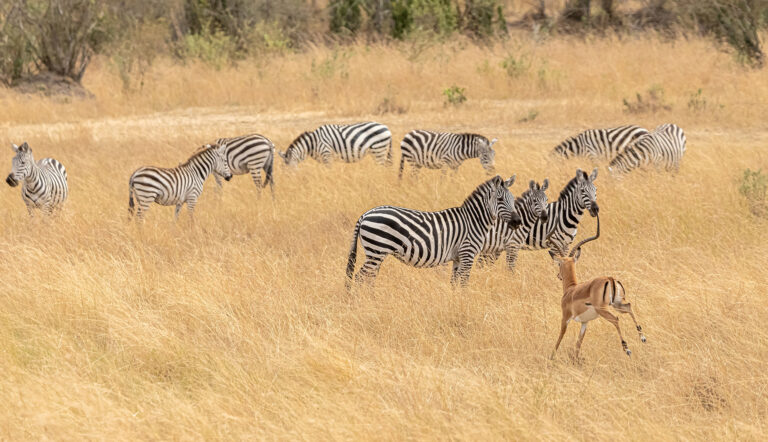 Encounter Kenya Wildlife in Africa - The visitor